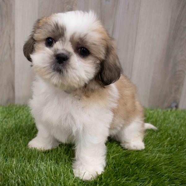 Malshi Puppy For Sale