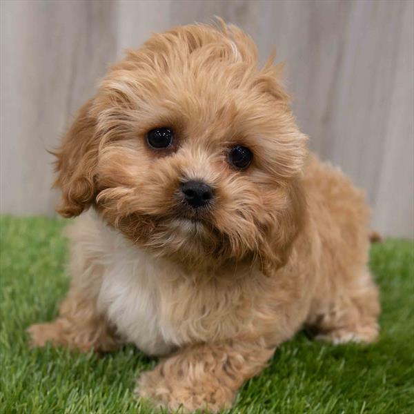 Cavapoo Puppy For Sale