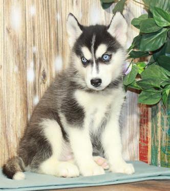 Siberian Husky Puppy For Sale