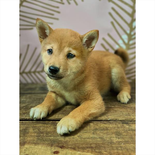 Shiba Inu Puppy For Sale