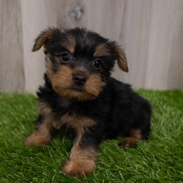 Silky Terrier Puppy For Sale