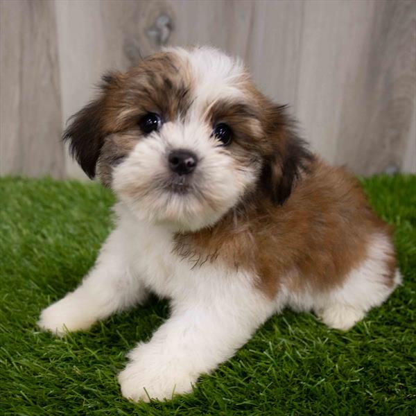 HavaTzu Puppy For Sale