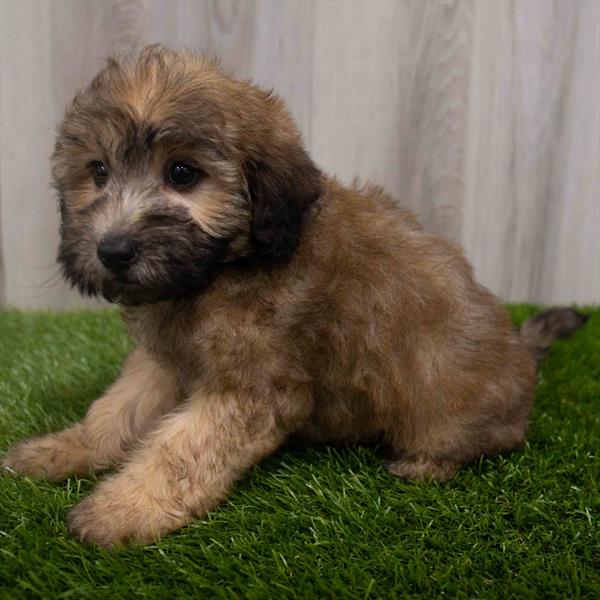 Whoodle Puppy For Sale