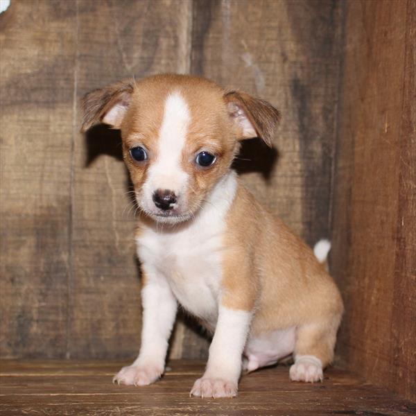 Chihuahua Puppy For Sale