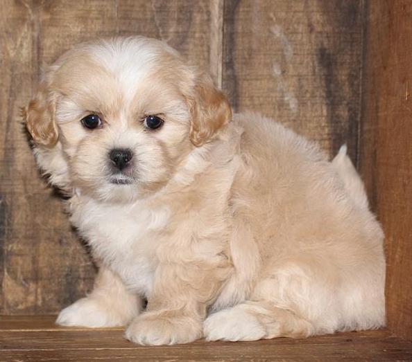 Shiapoo Puppy For Sale