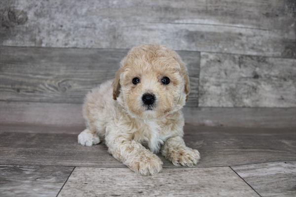 Bichonpoo Puppy For Sale