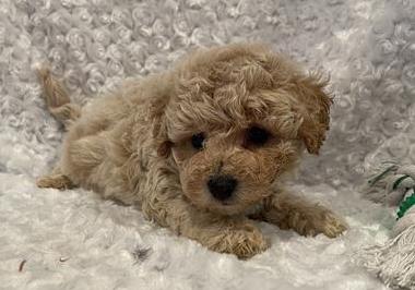 Bichonpoo Puppy For Sale