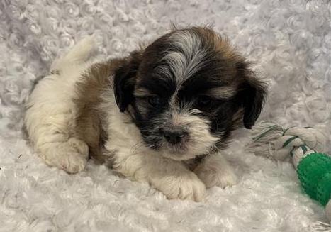 HavaTzu Puppy For Sale