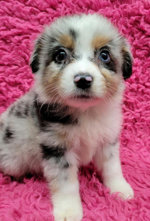 Australian Shepherd Puppy For Sale