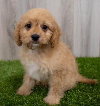 Cavapoo Puppy For Sale