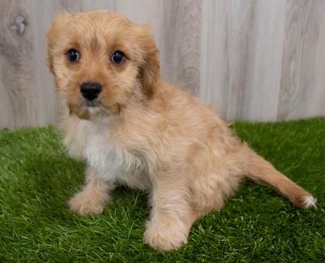 Cavapoo Puppy For Sale