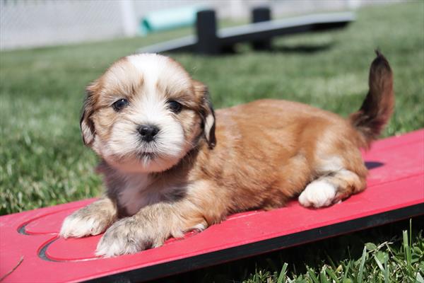 Lhasa Apso Puppy For Sale