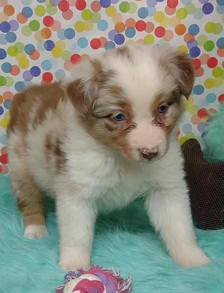 Australian Shepherd Puppy For Sale