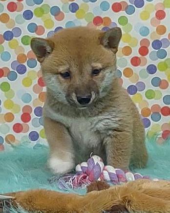 Shiba Inu Puppy For Sale