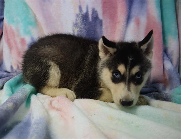Siberian Husky Puppy For Sale