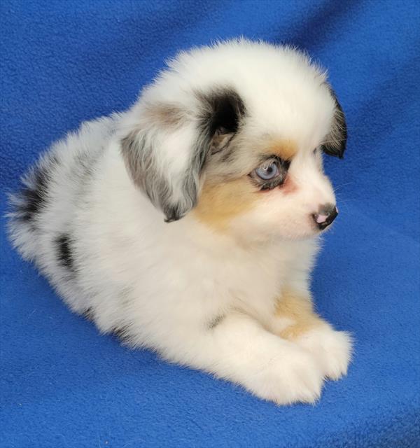 Australian Shepherd Puppy For Sale