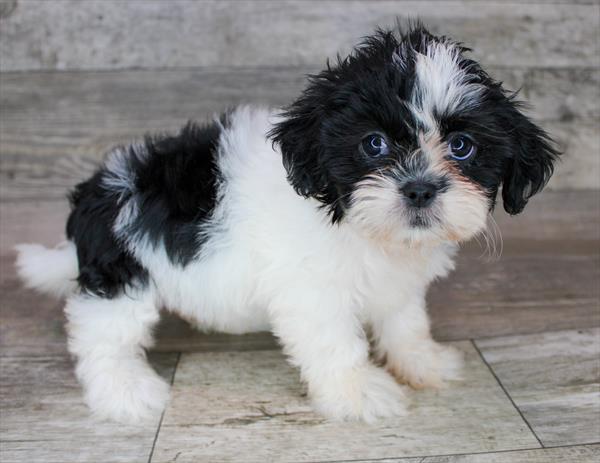 Lhasa Apso Puppy For Sale