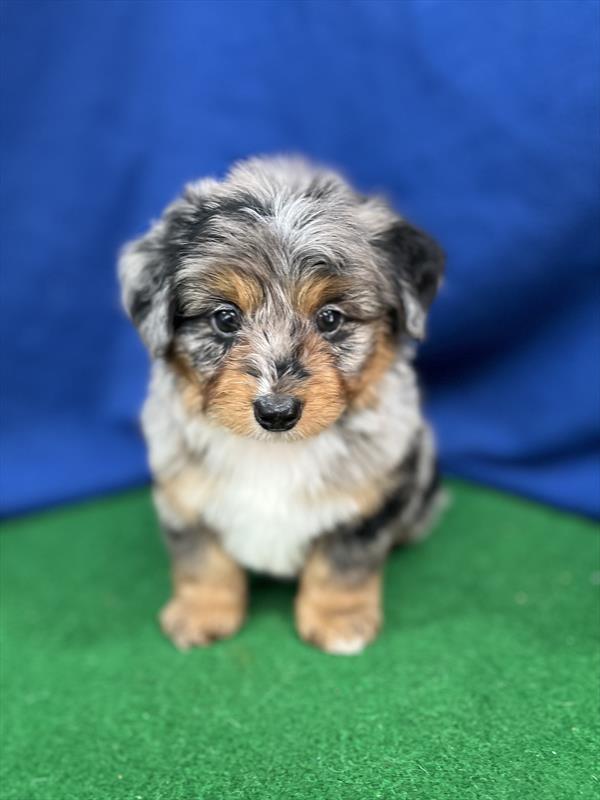 Miniature Poodle x Australian Shepherd  Puppy For Sale