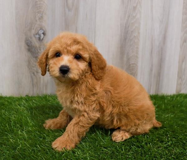 Bichonpoo Puppy For Sale
