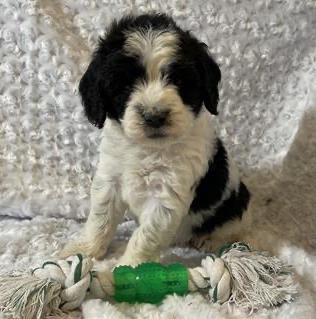 Miniature Sheepadoodle Puppy For Sale