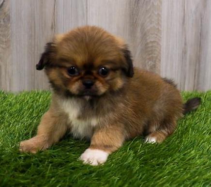 Pekingese Puppy For Sale
