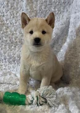 Shiba Inu Puppy For Sale