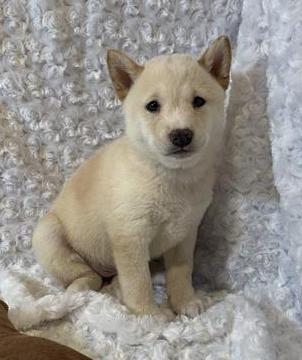 Shiba Inu Puppy For Sale