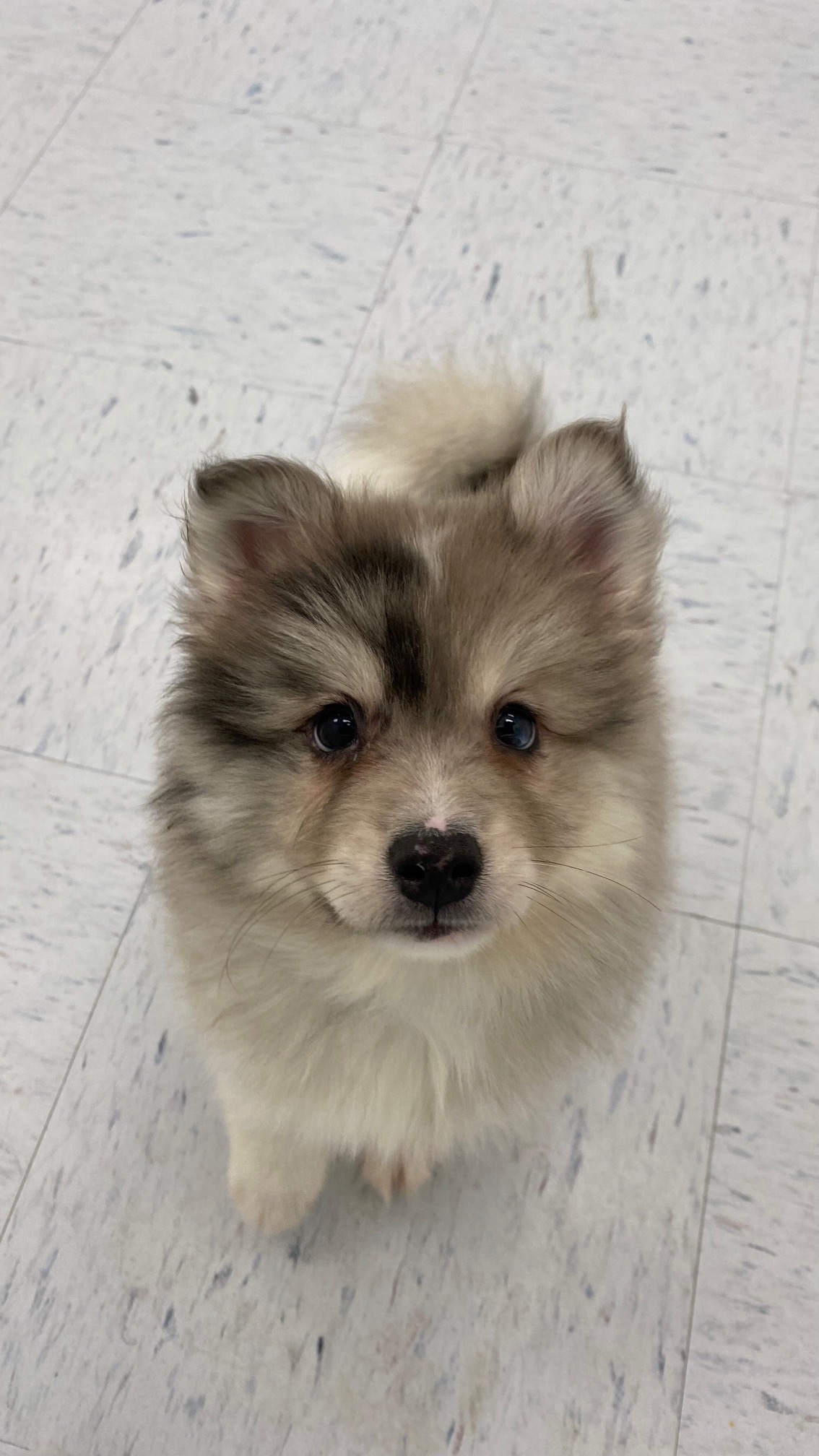 Pomsky Puppy For Sale