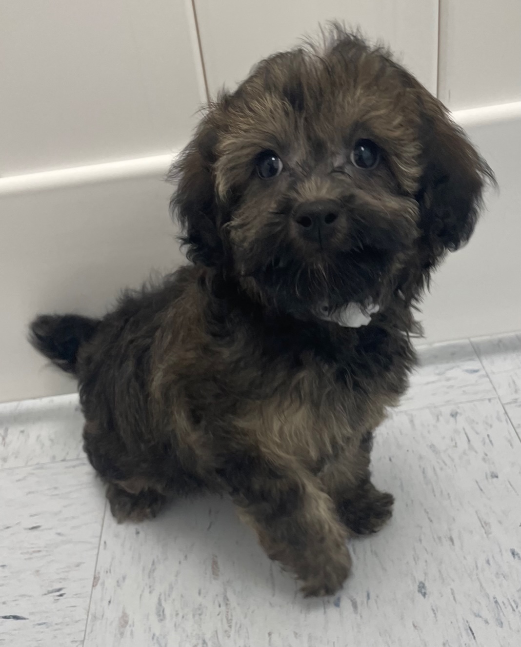 Havapoo Puppy For Sale