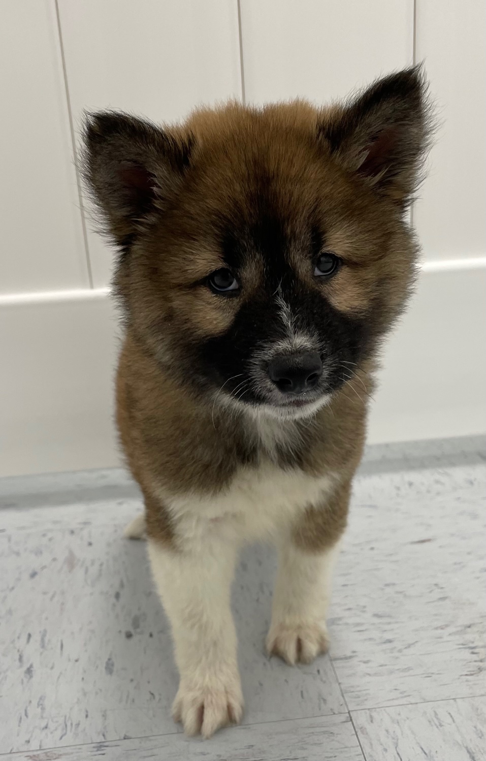 Shiba Inu Puppy For Sale