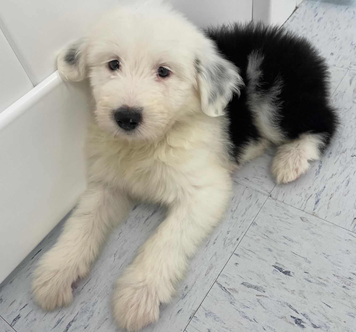 Old English Sheepdog Puppy For Sale