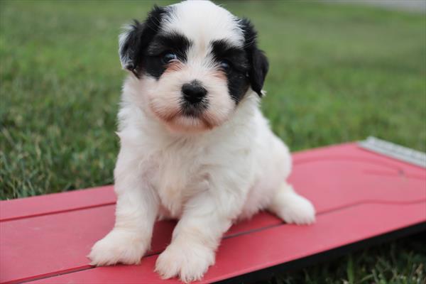 how much do coton de tulear puppies cost