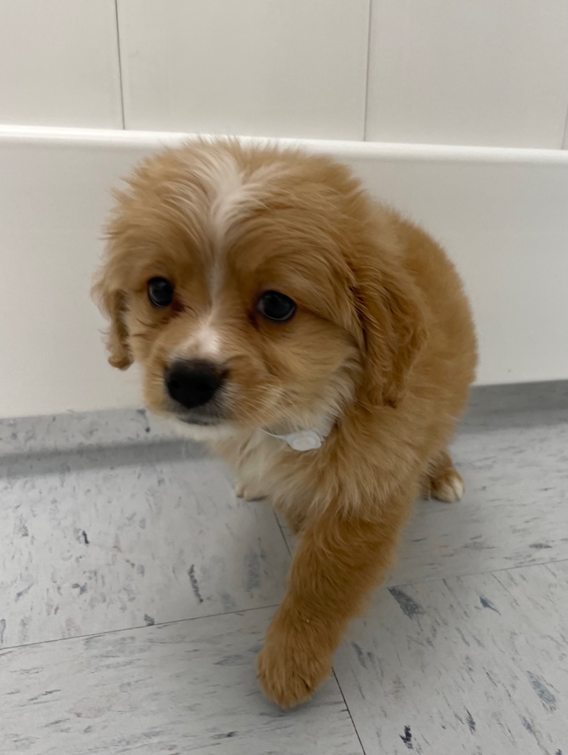 Mini Bernedoodle Puppy For Sale