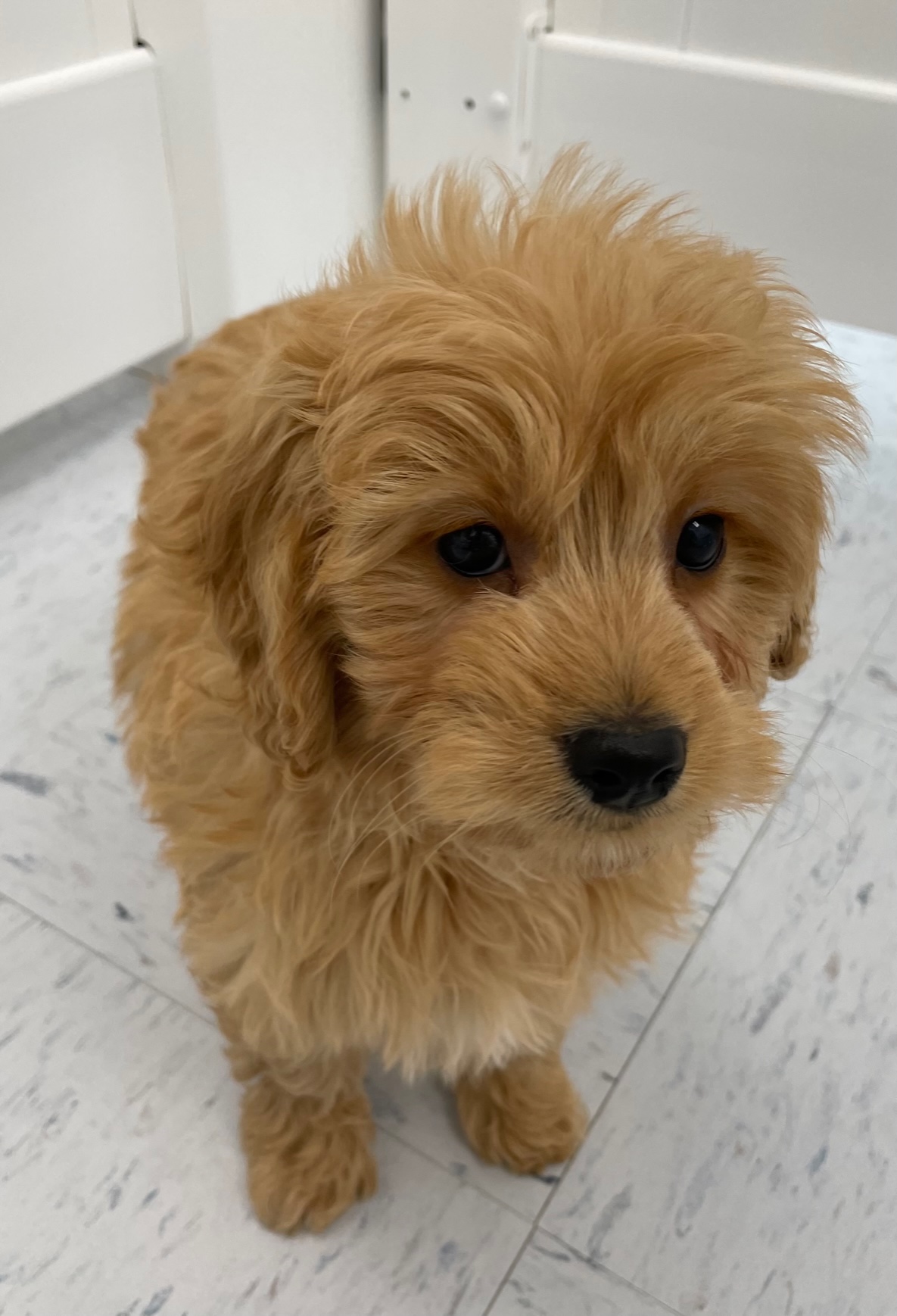 Mini Goldendoodle Puppy For Sale