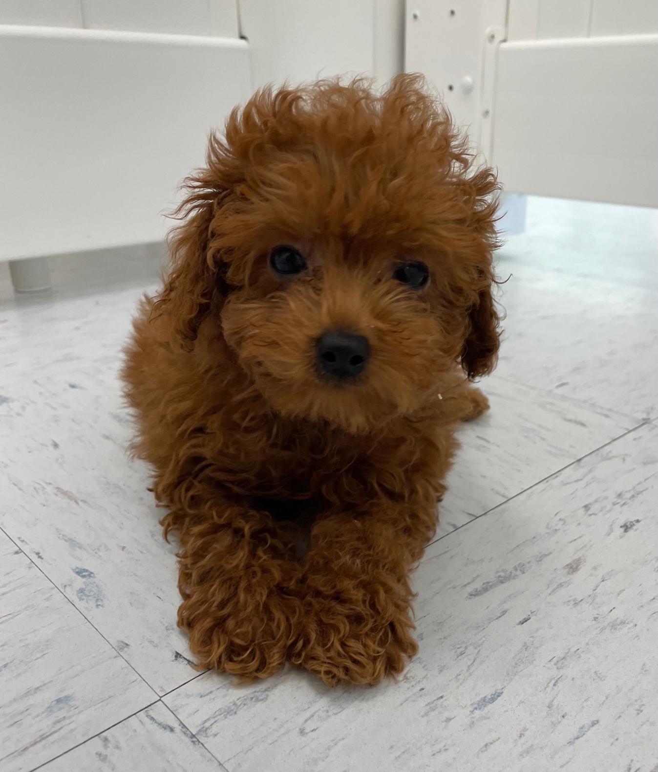Mini Goldendoodle Puppy For Sale