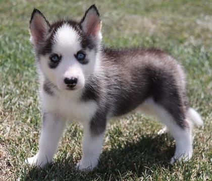 Siberian Husky Puppy For Sale