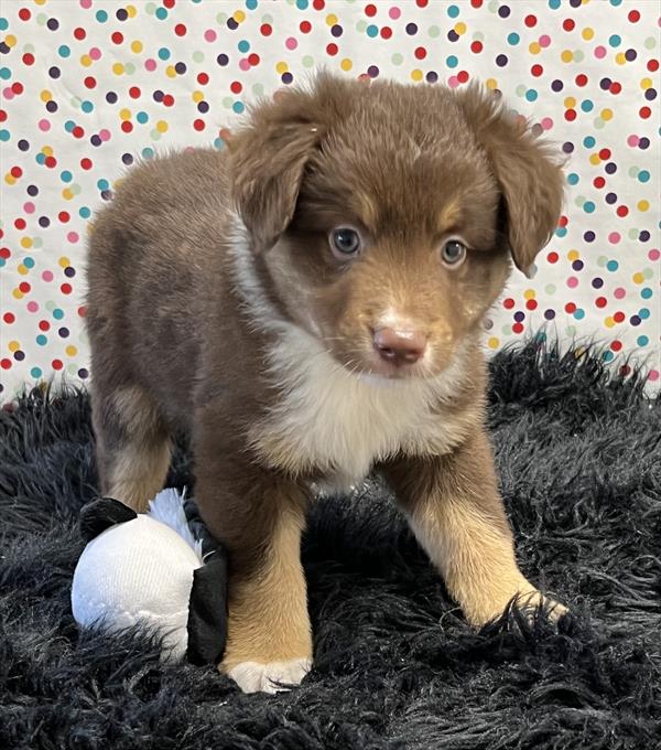 Australian Shepherd Puppy For Sale