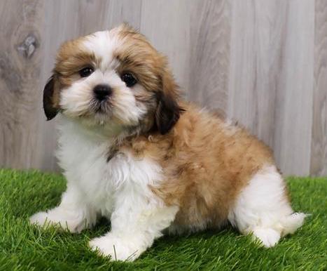 Lhasa Apso Puppy For Sale