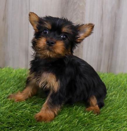 Silky Terrier Puppy For Sale