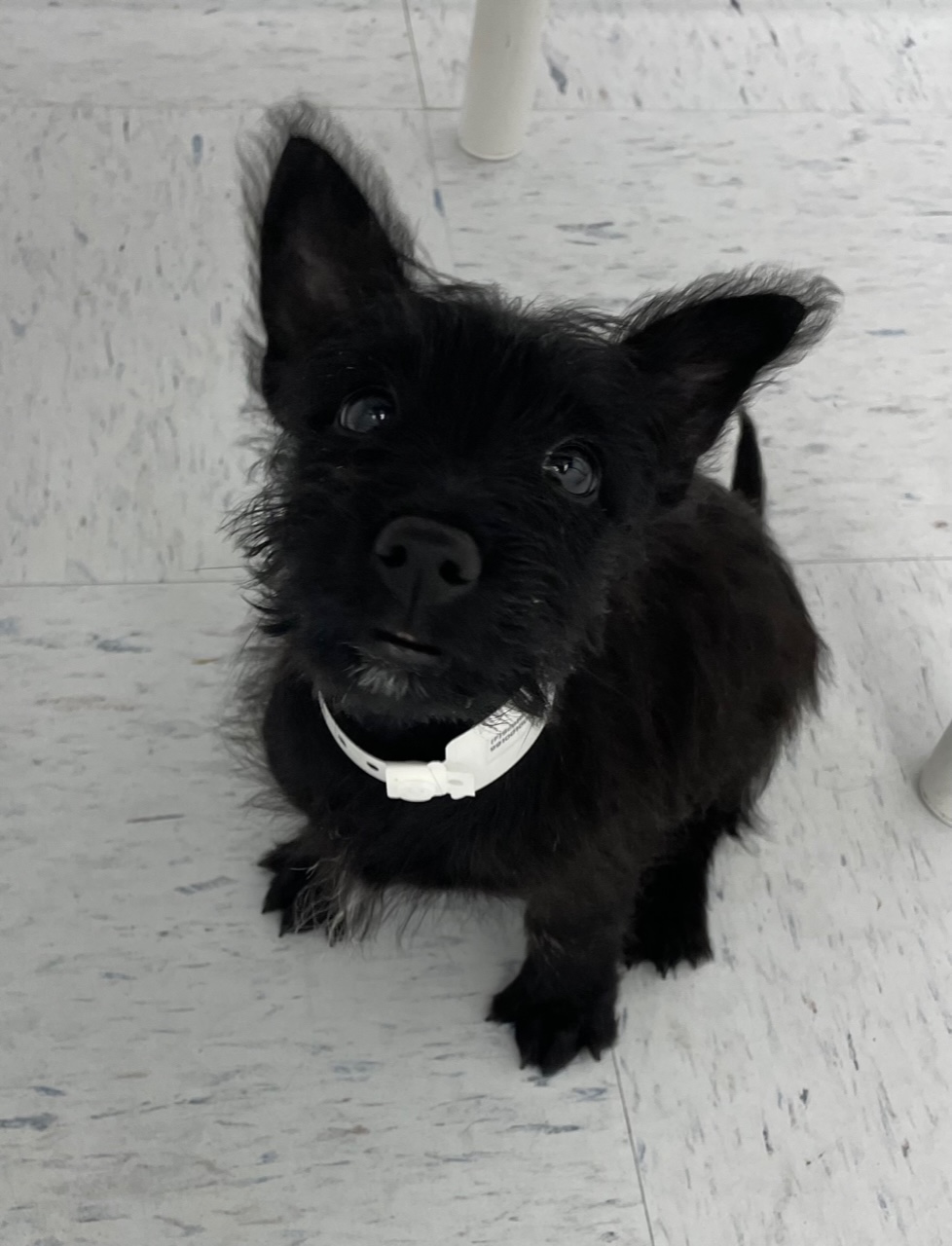 Scottish Terrier Puppy For Sale