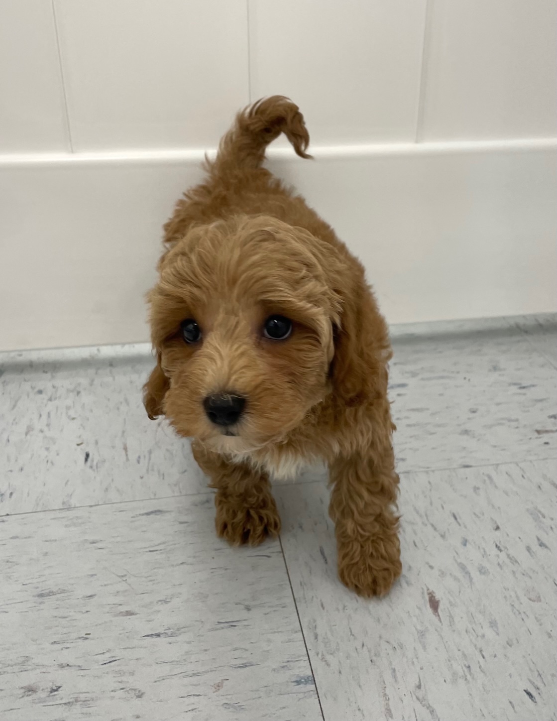 Lhasa Poo Puppy For Sale