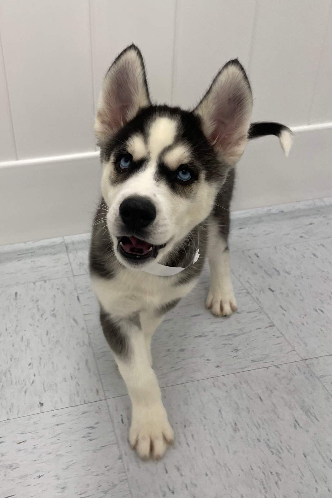 Siberian Husky Puppy For Sale