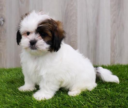 Malshi Puppy For Sale