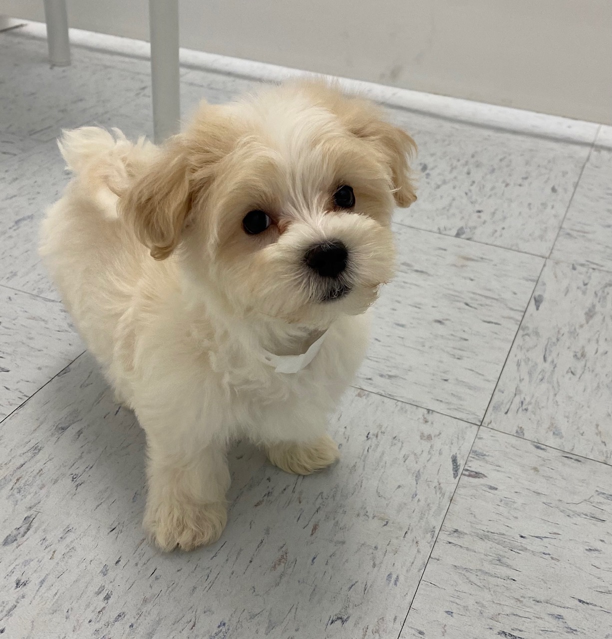 Morkie Puppy For Sale