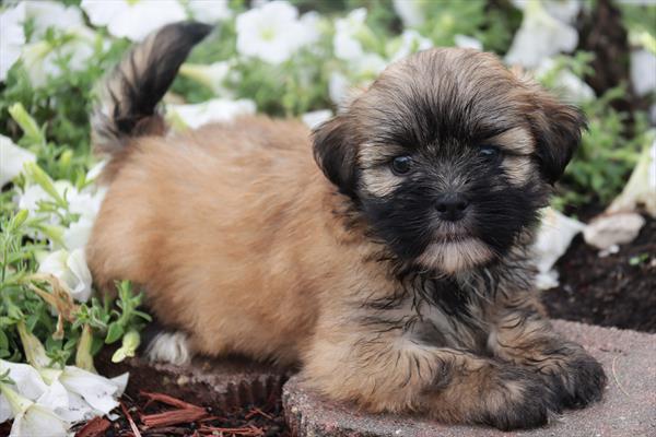 Lhasa Apso Puppy For Sale