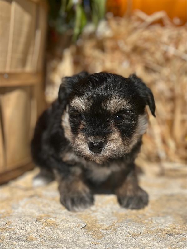 Morkie Puppy For Sale