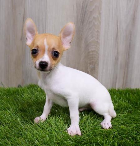 Chihuahua Puppy For Sale