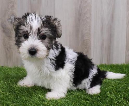 Morkie Puppy For Sale