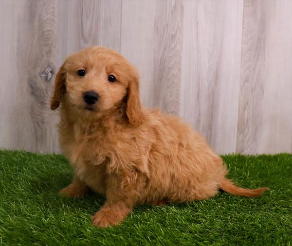 Mini Goldendoodle Puppy For Sale