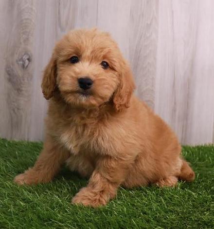 Mini Goldendoodle Puppy For Sale